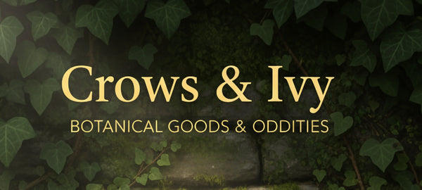 Crows & Ivy